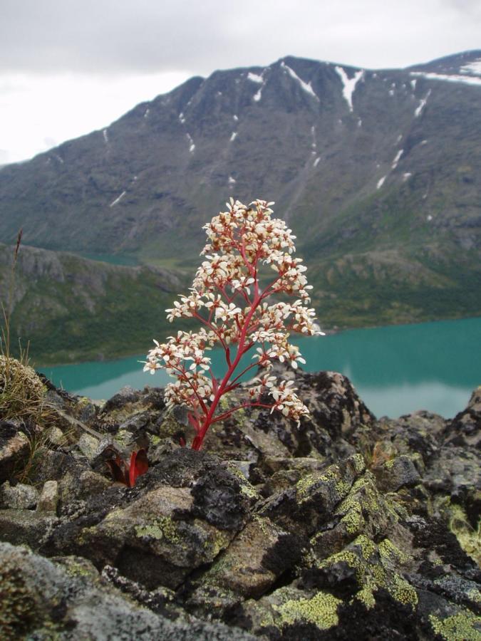 Fjellstue Og